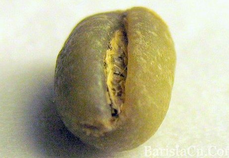 牙买加蓝山园豆Peaberry是什么？为什么只有2%产量还这么难买？