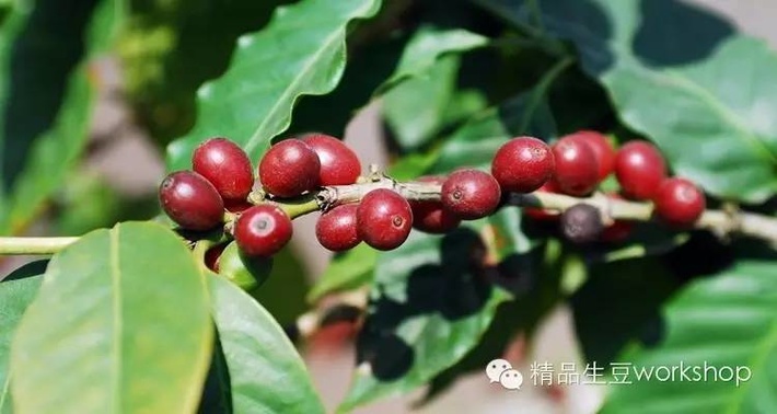 巴拿马哈特曼庄园咖啡怎么样？波魁特产区百年家族豆风味解析