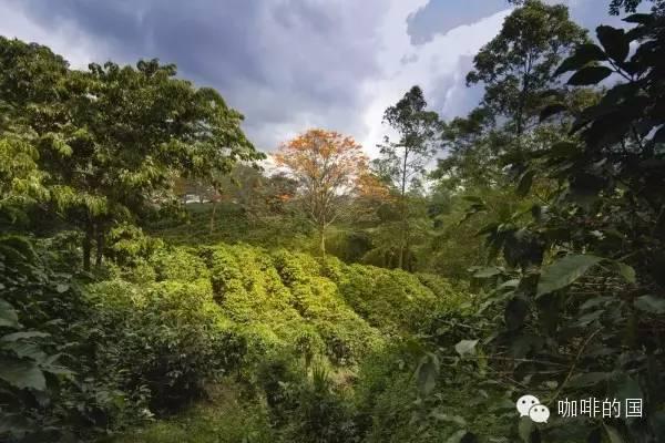 精品咖啡产区西达摩特点介绍 西达摩花魁6.0咖啡豆冲泡风味描述