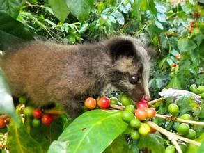猫屎咖啡是什么味道？麝香猫咖啡风味与口感真的那么特别吗？