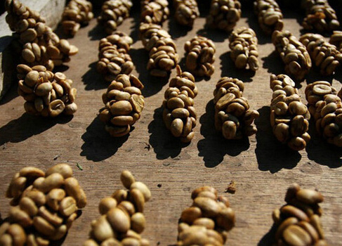 猫屎咖啡是什么味道？为什么 Kopi Luwak 能卖到每磅 600 美元？