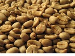 猫屎咖啡多少钱一盒一杯？印尼麝香猫 Kopi Luwak 价格与真伪全解析