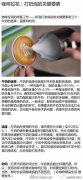 咖啡拉花:打奶泡的关键要素