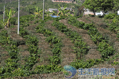 村民在茶地里套种咖啡树,茶和咖啡在这里相遇了