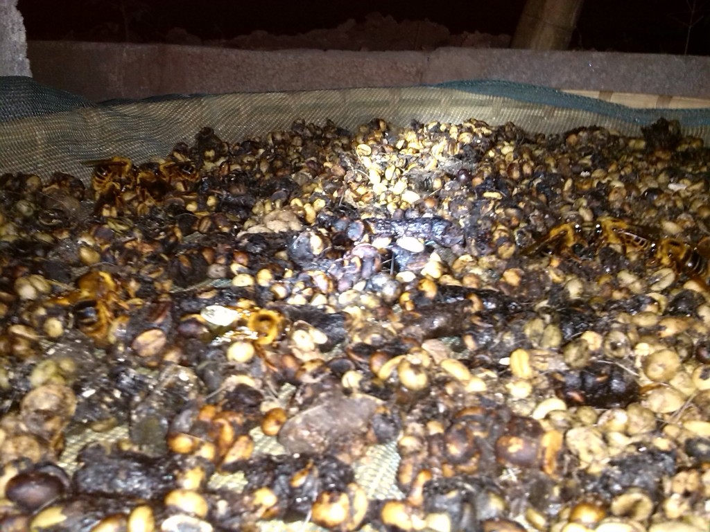 猫屎咖啡 云南麝香猫咖啡豆处理过程 麝香猫咖啡 猫屎咖啡