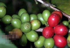 咖啡种植与栽培：从种子育苗到扦插嫁接，哪种繁殖方式更靠谱？