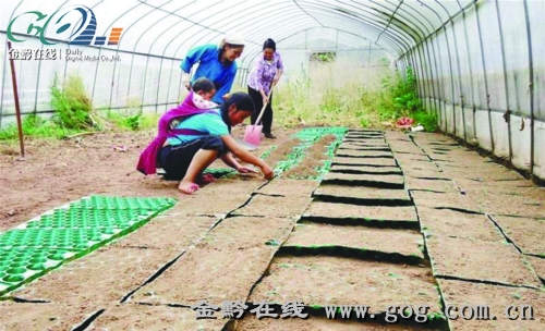 贵州咖啡豆 中国贵州本地出产的咖啡豆 贵州
