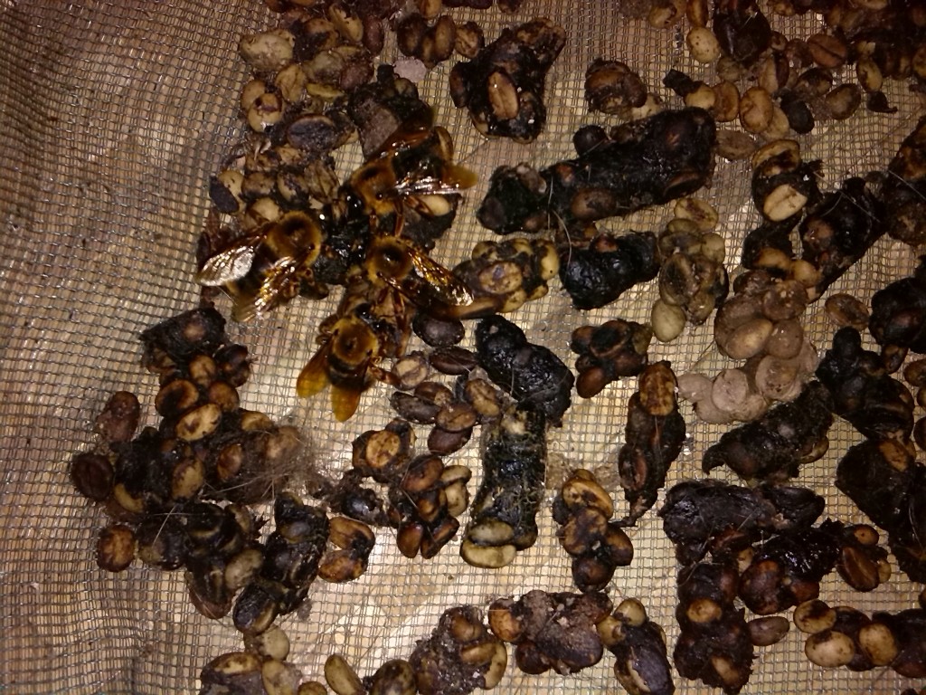 猫屎咖啡 云南麝香猫咖啡豆处理过程 麝香猫咖啡 猫屎咖啡