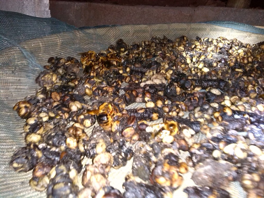 猫屎咖啡 云南麝香猫咖啡豆处理过程 麝香猫咖啡 猫屎咖啡