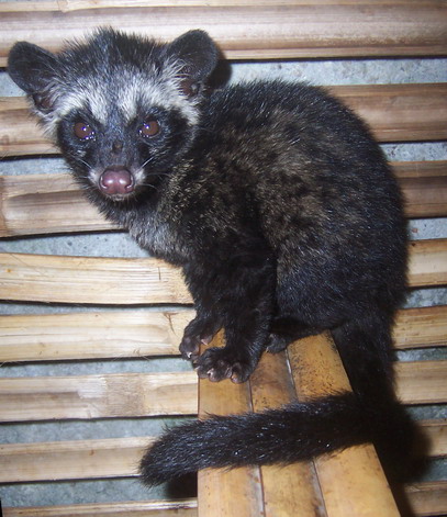 印尼猫屎咖啡 麝香猫 产量 Kopi Luwak