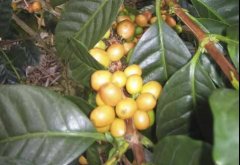 咖啡品种：帕卡马拉(Pacamara)