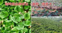 云南后谷咖啡种植园引进的肯尼亚K7品种，凭什么能抗寒高产？