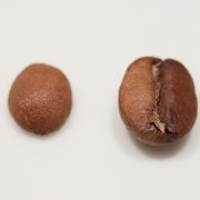 烘焙咖啡豆常见的六种缺陷怎么辨别？未成熟豆、焦豆、陨石坑一次看懂