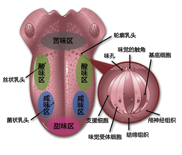 味觉图!