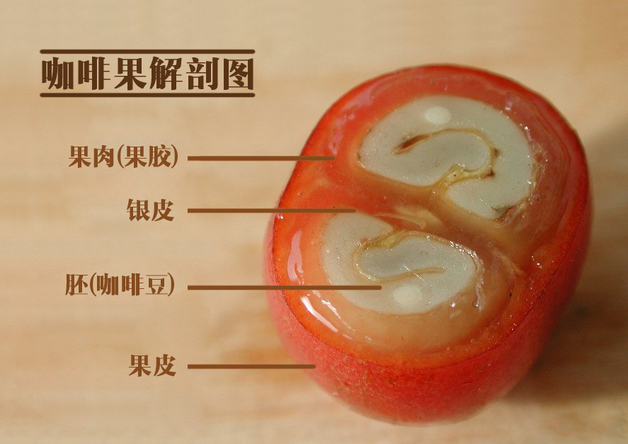 咖啡果!(含解剖图)