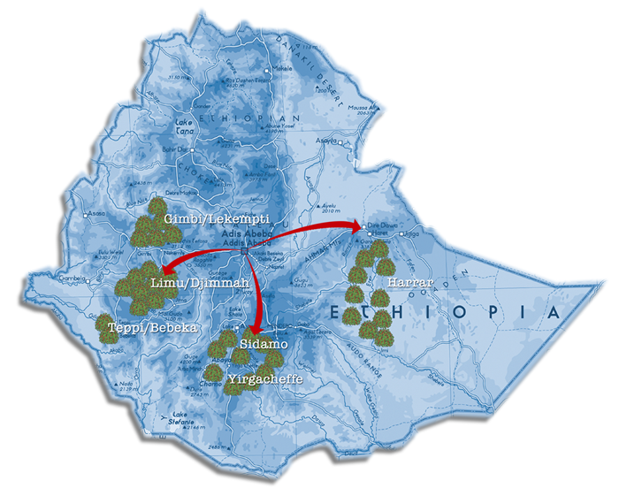 青岛休门咖啡新品生豆——埃塞俄比亚哈拉尔 <wbr>Ethiopia <wbr>Harar <wbr>Queen <wbr>City
