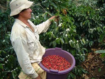 明家自家烘焙之精品咖啡(八)哥斯达黎加Costa <wbr>Rica