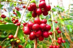 墨西哥咖啡：从瓦哈卡山麓到你的手冲壶
