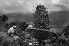 危地马拉咖啡什么味道？安提瓜产区风味口感与「香烟咖啡」由来