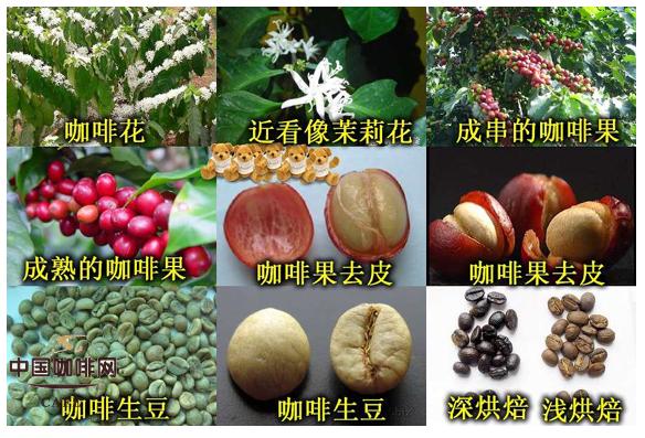 咖啡豆的诞生,你知道么?超级简单