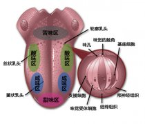 精品咖啡学 关于品尝咖啡的味觉图