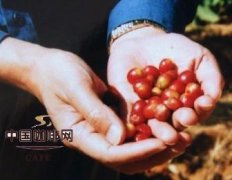 咖啡常识 红咖啡与青咖啡的故事