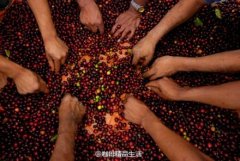 咖啡豆越大越香浓吗？教你闻看剥三招挑出新鲜咖啡豆