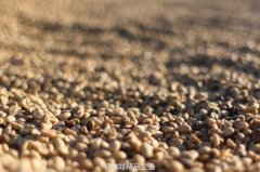 咖啡豆是怎么从果实变成生豆的？日晒豆和水洗豆有什么区别？