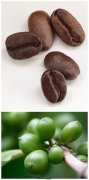 精品咖啡豆加工方法有哪几步？去皮、发酵、干燥到烘焙全流程解析