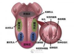 咖啡常识 知道哪里是品尝咖啡苦味的吗?