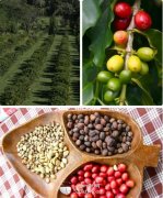 瑰夏咖啡为什么被称为咖啡品种中的冠军？风味与产地一文看懂