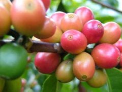 牙买加蓝山咖啡怎么分辨真假？3000英尺种植线才是100%蓝山豆