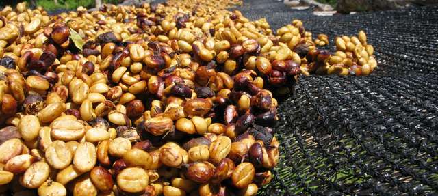什么是密处理咖啡豆? Honey Process Coffee