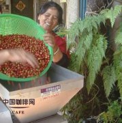 精品咖啡常识 咖啡豆的研磨或去壳