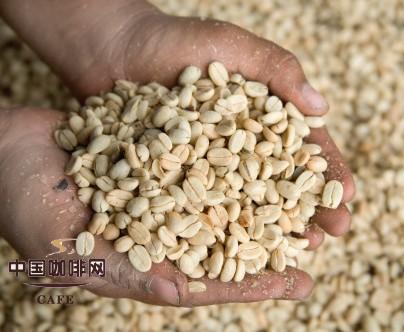 咖啡豆如何手选