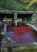 咖啡豆采摘后湿处理怎么做？云南水洗发酵去果胶步骤详解