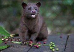 印尼咖啡为什么这么有名？曼特宁和猫屎咖啡到底什么关系