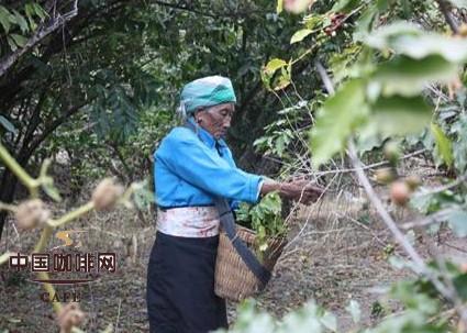 种植咖啡的历史