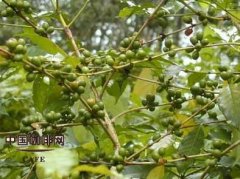 巴西波旁山度士咖啡是什么风味？和喜拉多、山度士港有什么关系？