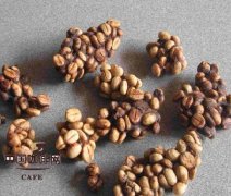 猫屎咖啡为什么这么贵？麝香猫咖啡发展历程与风味真相一次看懂