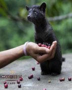 猫屎咖啡是怎么做出来的？麝香猫咖啡原理与风味成因全解析