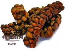 猫屎咖啡为什么这么贵？麝香猫咖啡制作过程与风味原理一次说清