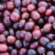 如何鉴别一杯完美Espresso？从克丽玛颜色、萃取量到香气口感全解析