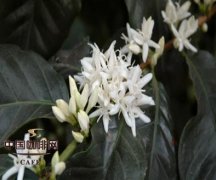 咖啡开花的时间 咖啡香味是培育出来的