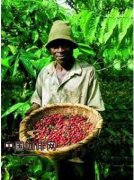 哥伦比亚咖啡为什么被称为翡翠咖啡？一文看懂它的风味与产地文化