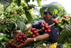 你不知道的关于咖啡的10个秘密