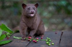猫屎咖啡为什么这么贵？麝香猫粪便到杯中的全过程