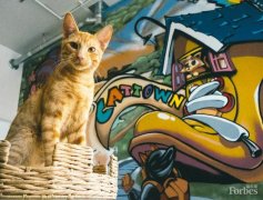 福布斯:猫咪咖啡馆将成美国新潮流？