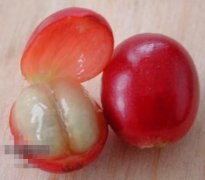 猫屎咖啡为什么这么贵？麝香猫咖啡的来历与风味真相