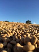 蓝山咖啡豆中的Peaberry圆豆是什么？为什么只占产量2%？